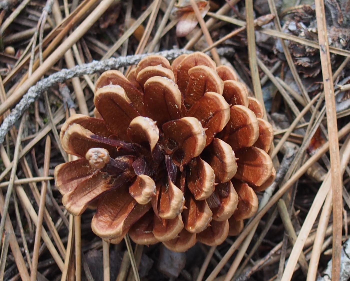 Pine, Corsican fruit